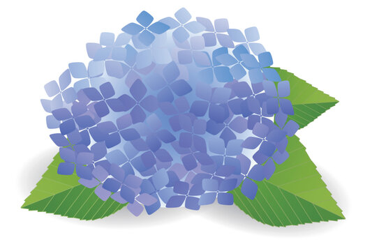 A beautiful blue hydrangea flower isolated on white background