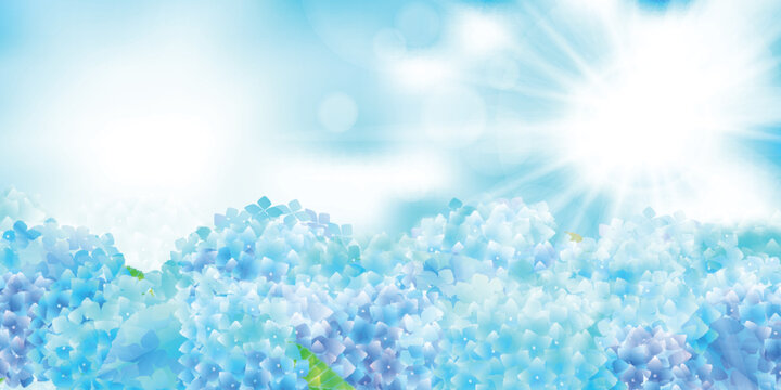 Beautiful Blue Hydrangea Flowers Under the Bright Sunny Sky