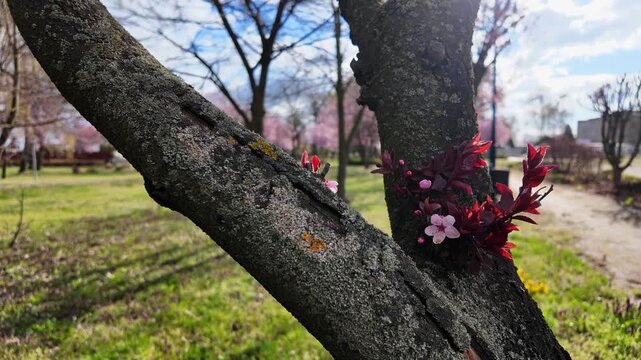 Close-up of blossoming ornamental cherry tree with dark purple leaves growing directly from the textured bark, blurred spring park in background, concept of nature renewal, vibrant seasonal stock phot
