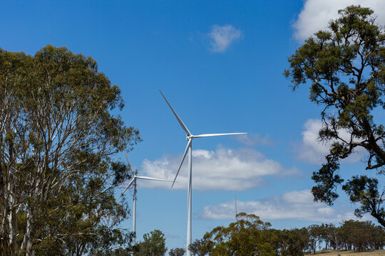 white wind turbines above gum trees in rural paddock in Kings Plains