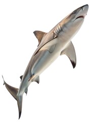 Fototapeta premium Large shark swims gracefully in open water