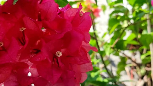 Close up orange bougainvillea flowers blooming in the morning, planted in plastic pots