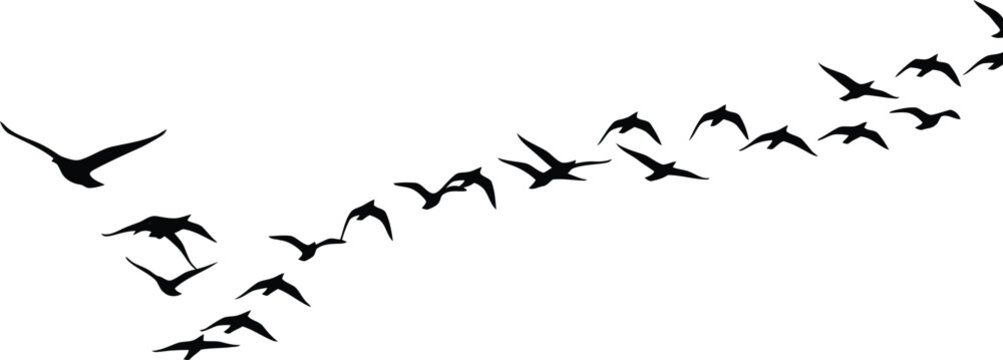 Birds Flying in V Formation against White Sky