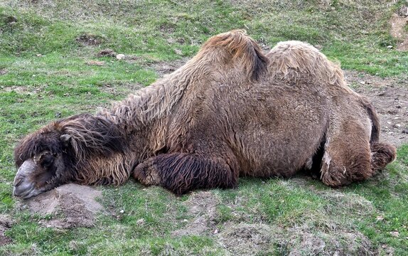 Bactrian camel sleeping with its head on the ground