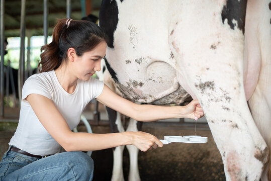 Female farmer performing a CMT (California Mastitis Test) on a cow's udder in a dairy farm. Squirt of fresh milk into a test paddle for health and quality inspection.
