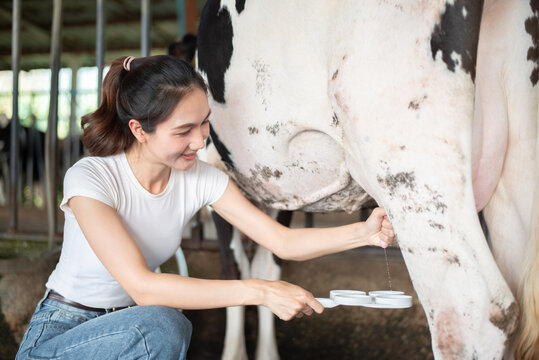 Female farmer performing a CMT (California Mastitis Test) on a cow's udder in a dairy farm. Squirt of fresh milk into a test paddle for health and quality inspection.