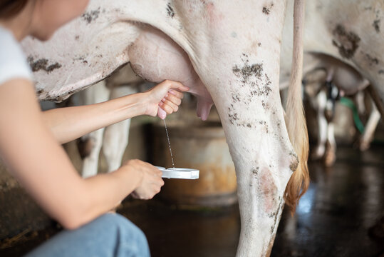 Close-up of a female farmer performing a CMT (California Mastitis Test) on a cow's udder in a dairy farm. Squirt of fresh milk into a test paddle for health and quality inspection.