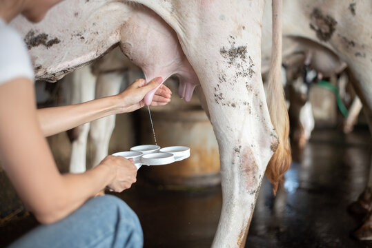 Close-up of a female farmer performing a CMT (California Mastitis Test) on a cow's udder in a dairy farm. Squirt of fresh milk into a test paddle for health and quality inspection.