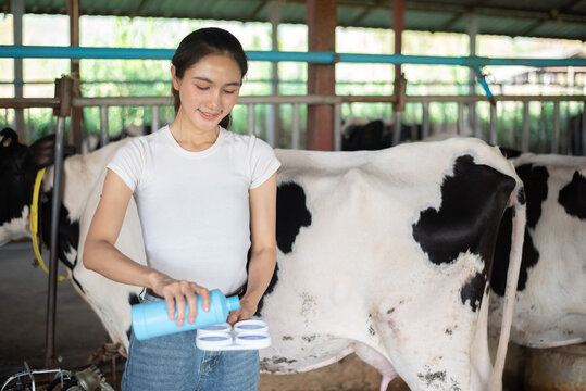 Female farmer performing a CMT (California Mastitis Test) on a cow's udder in a dairy farm. Squirt of fresh milk into a test paddle for health and quality inspection.