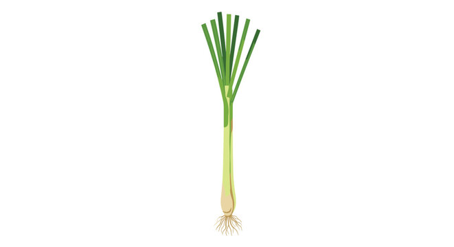 Detailed illustration of a whole leek plant showing its long green leaves, white stalk, and root system, isolated on a white background.