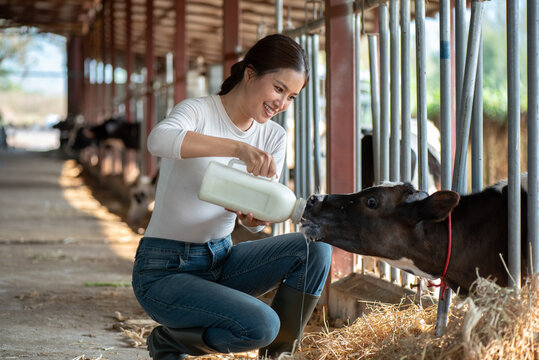 Smiling young Asian female farmer bottle-feeding a calf in a stable. Concept of animal husbandry, livestock care, and nurturing young animals in a modern dairy farm background.