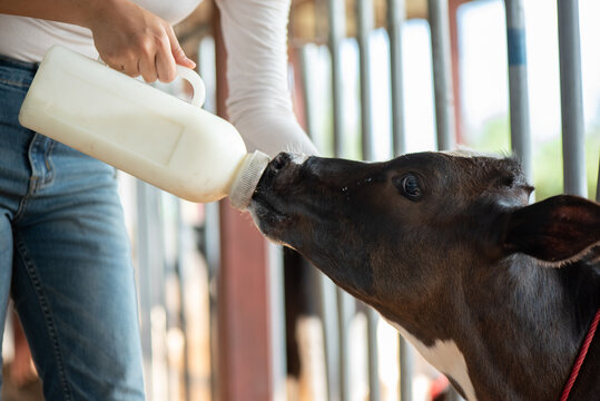 Smiling young Asian female farmer bottle-feeding a calf in a stable. Concept of animal husbandry, livestock care, and nurturing young animals in a modern dairy farm background.