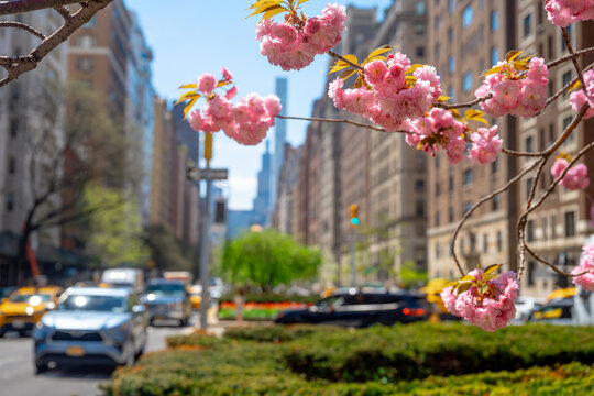 Close up cherry blossoms with blurred New York traffic. Selective focus on pink flowers with blurry yellow cars and buildings in the city background.