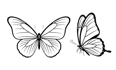 Detailed Black and White Butterfly Line Art Illustration for Coloring and Design jpg © AyeshaPattern