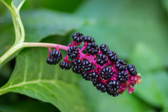 Phytolacca acinosa indian pokeweed ripening fruits on branches, small shrub with green leaves on branche