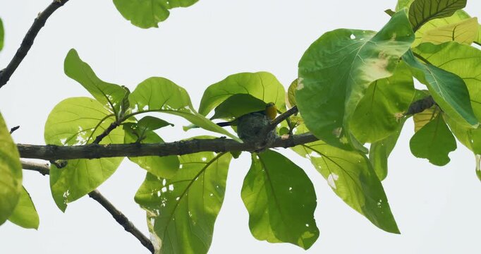 Beautiful baya weaver bird nest building on tropical tree branch animal wildlife