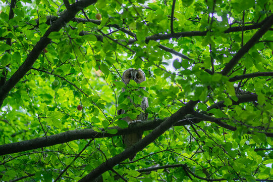 Young beautiful big night bird long-eared owl asio otus sitting on the tree branch hidden in green leaves