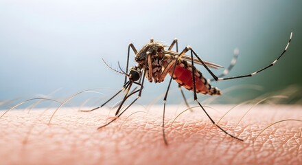 Naklejka premium Mosquito from Adobe Stock feeding on human skin up close outdoors