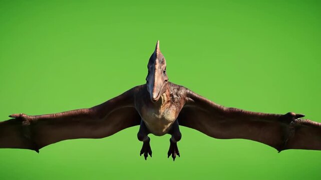 A majestic Pterodactyl, a prehistoric flying reptile, soars gracefully against a vibrant green screen, ideal for various visual effects projects and educational content.