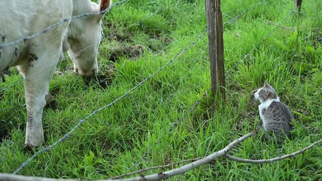 Un chat assit sur l'herbe et une vache charolaise qui broute dans un pr&eacute;, s'observent de chaque c&ocirc;t&eacute; de l'enclos