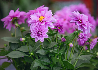 Fototapeta premium A lushly blooming lilac dahlia