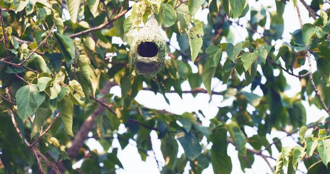 Beautiful baya weaver bird nest building on tropical tree branch animal wildlife