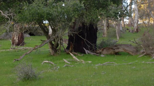 Western Grey Kangaroo Hopping On Conservation Park Near Tanunda In Barossa Valley, South Australia. Tracking Shot
