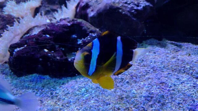 Bright fish swim gracefully in a serene underwater aquarium setting