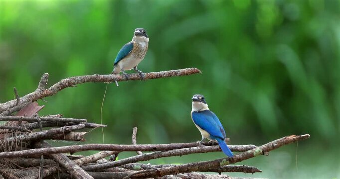 Pair of collared kingfishers, also known as white-collared or mangrove kingfishers, resting on wooden branches against a blurred green foliage background.