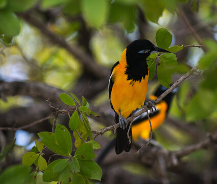 Bright orange bird troupial
