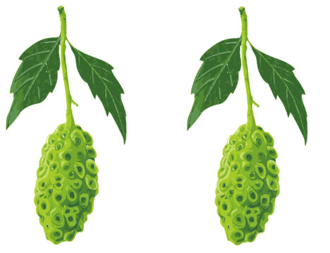 vector illustration of green noni fruit herbal plant