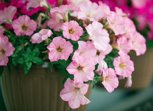 Brightly blooming petunias in a pot at a garden farm.