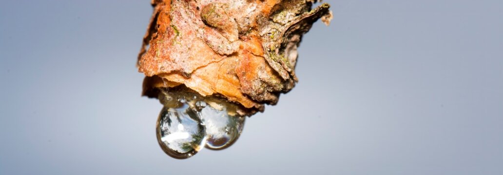 pine tree sap