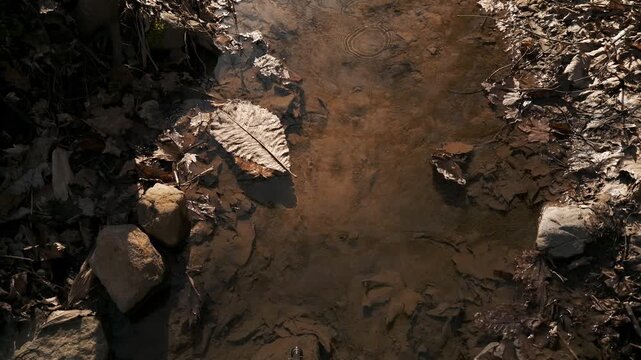 水底の落ち葉と浮かぶ茶色い葉