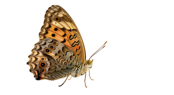 Macro photography of a common leopard butterfly on black background