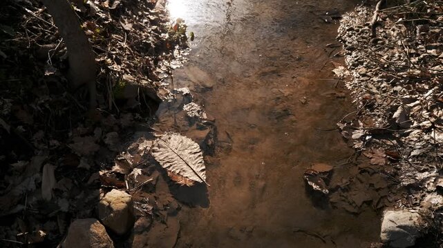 水底の落ち葉と浮かぶ茶色い葉