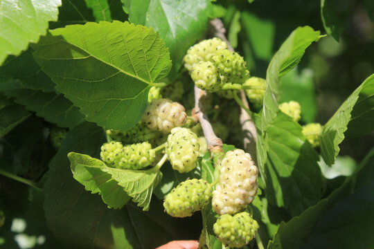 Morus alba,  Mulberry or Shahtoot fresh fruits