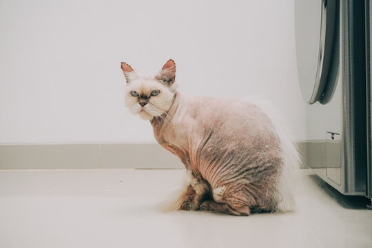 A hairless cat sitting on the floor next to a washing machine