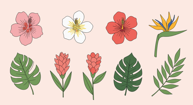 Collection of various tropical flowers and leaves including hibiscus and monstera in a colorful hand drawn illustration style.