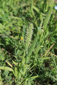 Timothy grass (Phleum pratense) or the meadow cat's-tail grass