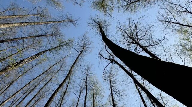 Low angle view of tall deciduous trees reaching towards clear blue sky, spring forest canopy, natural woodland atmosphere, serenity and peace