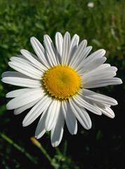 Obraz premium A close-up of a single daisy flower with white petals and a yellow center against a green blurred background