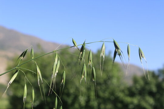 Wild Oat or the Avena fatua green plant