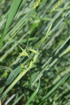 Wild Oat or the Avena fatua green plant