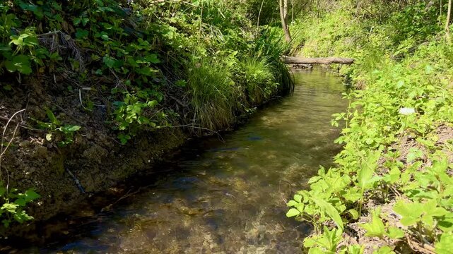 Small forest creek flowing through lush green vegetation and sunlit undergrowth, peaceful nature scene, woodland environment, tranquil stream