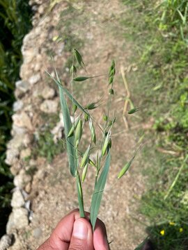 Wild Oat or the Avena fatua green plant