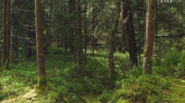Bog and dark pine forest with lot of flying insects, swamp nature landscape, 4k