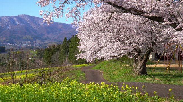 菜の花公園　菜の花と桜（長野県飯山市）