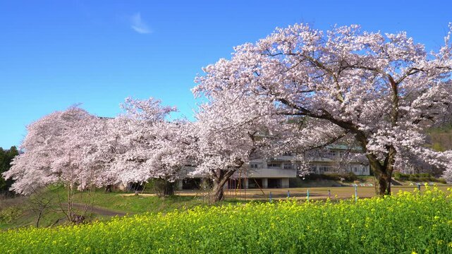 菜の花公園　菜の花と桜（長野県飯山市）