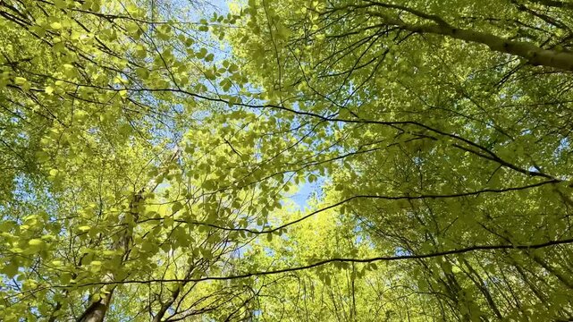 Sunlight filtering through vibrant spring forest canopy, dense green leaves on tree branches, scenic path through natural woodland scenery